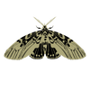 Moth illustration with black and beige pattern on a white background