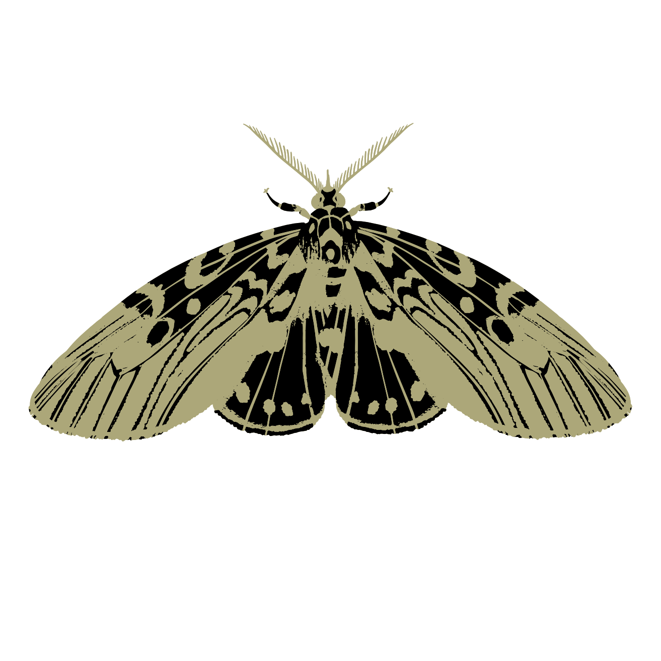 The Sleepy Sprite Apothecary 